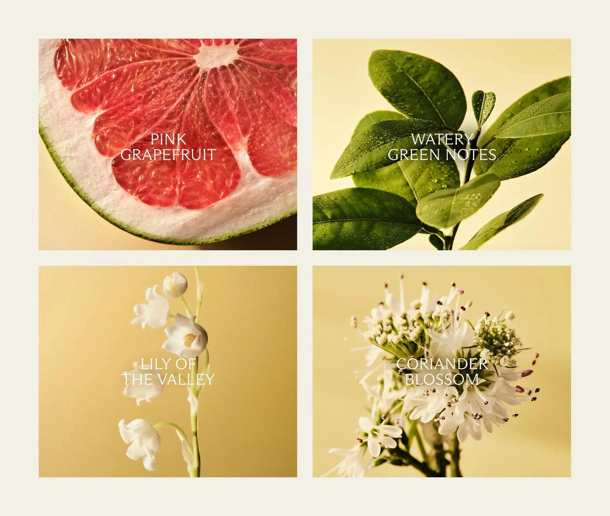 Grapefruit Refills for Wall Diffuser